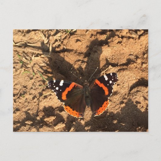 Schmetterling im Schmutz Postkarte (Vorderseite)