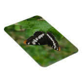 Schmetterling im Snowball-Buschmagnet Magnet (Rechte Seite)