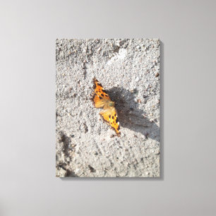 Schmetterling im Sonnenschein Leinwanddruck