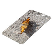 Schmetterling im Sonnenschein Magnet (Linke Seite)