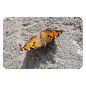 Schmetterling im Sonnenschein Magnet (Horizontal)