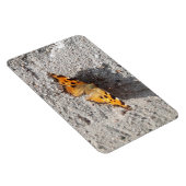 Schmetterling im Sonnenschein Magnet (Rechte Seite)