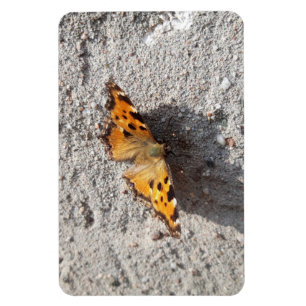 Schmetterling im Sonnenschein Magnet