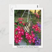 Schmetterling im Springtime Postkarte (Vorne/Hinten)