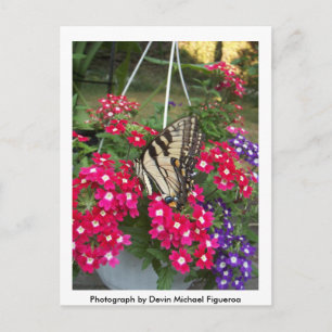 Schmetterling im Springtime Postkarte