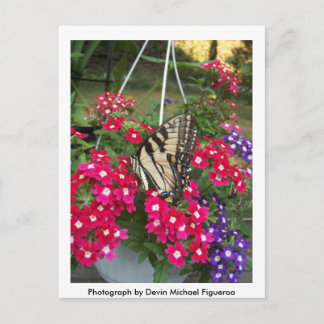 Schmetterling im Springtime Postkarte