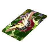 Schmetterling im Zinnia-Foto Magnet (Linke Seite)
