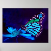 Schmetterling in blauem Poster (Vorne)