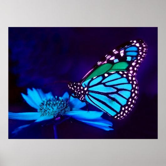 Schmetterling in blauem Poster (Vorne)