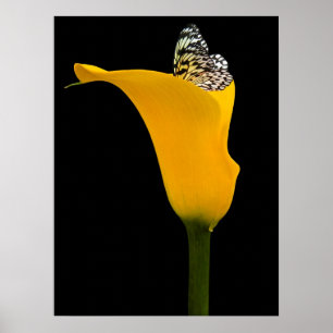 Schmetterling in gelber Lilie auf Schwarz Poster