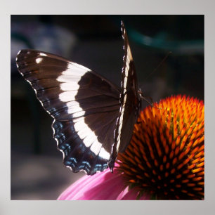 Schmetterling in Harmonie 58 Poster