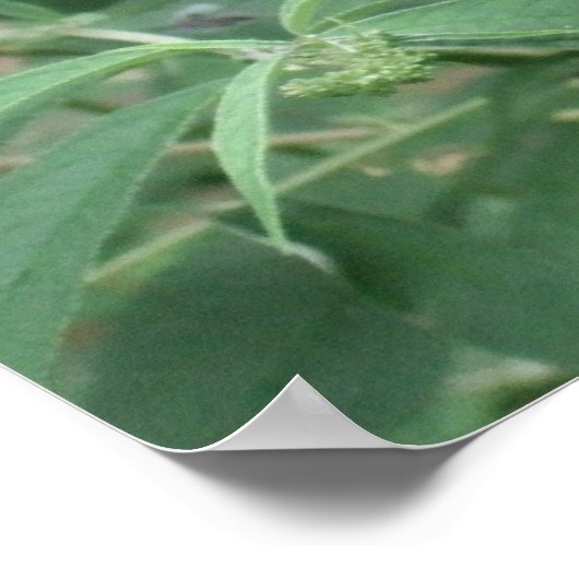 Schmetterling in Motion Poster/Print Borted Poster (Ecke)