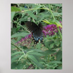 Schmetterling in Motion Poster/Print Borted Poster