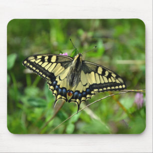 Schmetterling, Insekt, Gras Mousepad