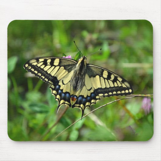 Schmetterling, Insekt, Gras Mousepad (Vorne)