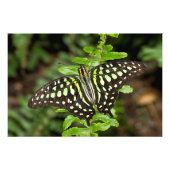 Schmetterling-Jay Fotodruck (Vorne)