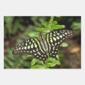Schmetterling-Jay Geschenkpapier Set (Vorderseite 3)