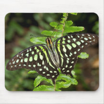 Schmetterling-Jay
