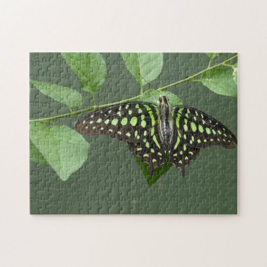 Schmetterling-Jay Puzzle (Horizontal)