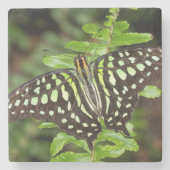 Schmetterling-Jay Steinuntersetzer (Vorderseite)