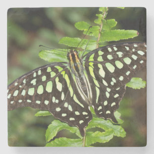 Schmetterling-Jay Steinuntersetzer