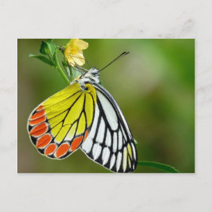 Schmetterling Jezebel (Delias Eucharis) Postkarte