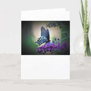 Schmetterling, Karte