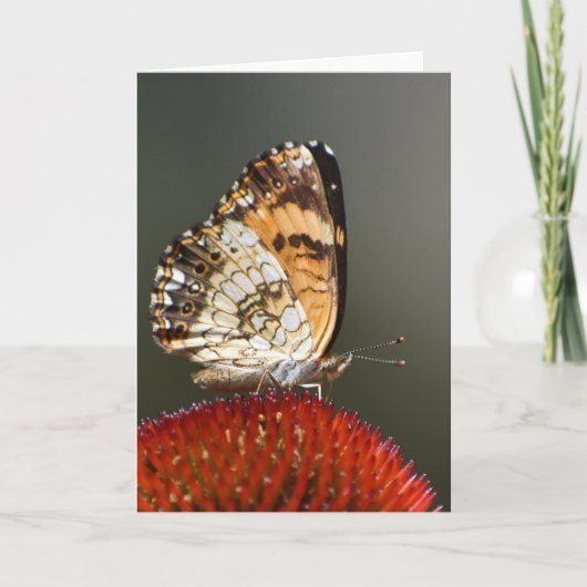 Schmetterling, Karte (Vorderseite)