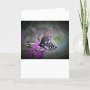 Schmetterling, Karte