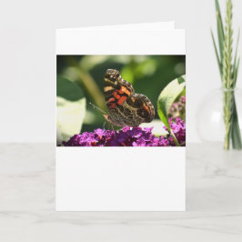 Schmetterling, Karte