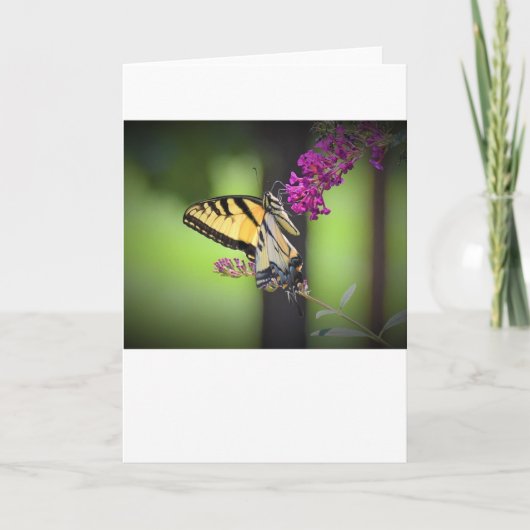 Schmetterling, Karte (Vorderseite)