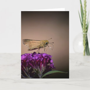 Schmetterling, Karte