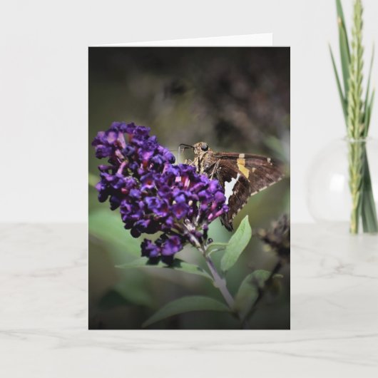 Schmetterling, Karte (Vorderseite)