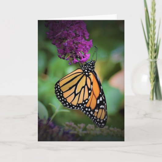 Schmetterling, Karte (Vorderseite)