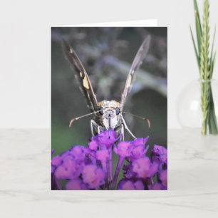 Schmetterling, Karte