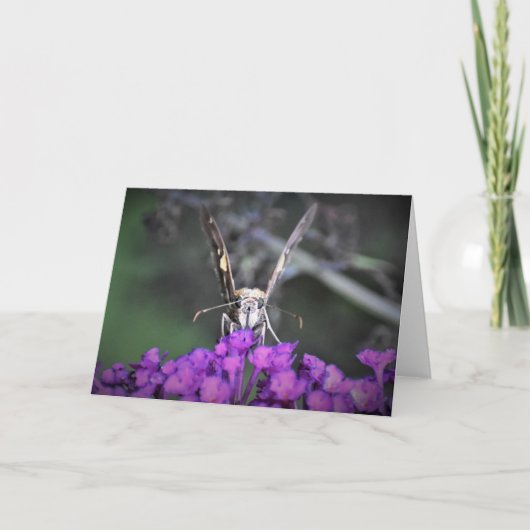 Schmetterling, Karte (Vorderseite)
