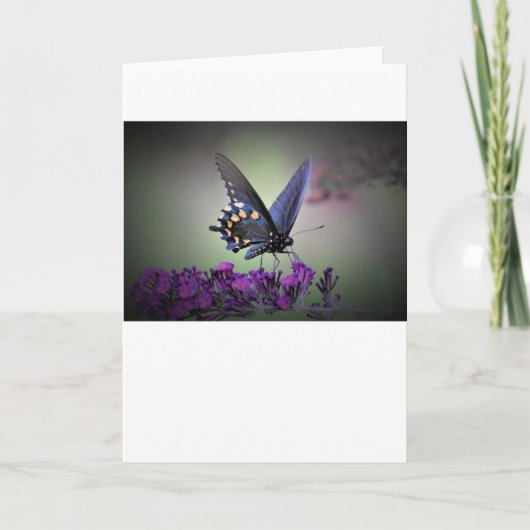 Schmetterling, Karte (Vorderseite)