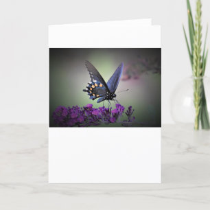 Schmetterling, Karte