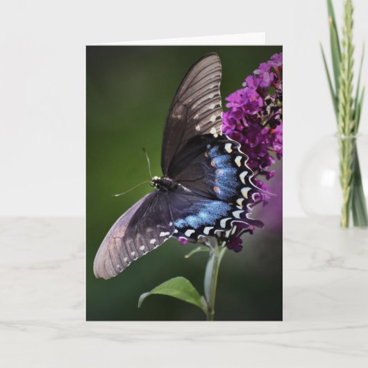 Schmetterling, Karte (Vorderseite)