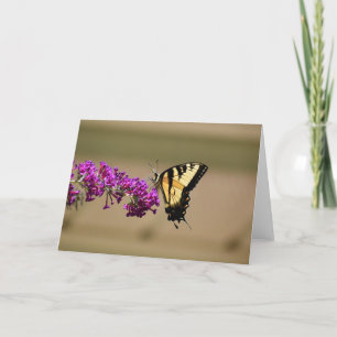 Schmetterling, Karte