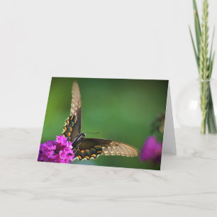 Schmetterling, Karte