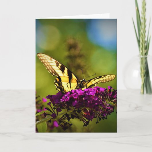 Schmetterling, Karte (Vorderseite)