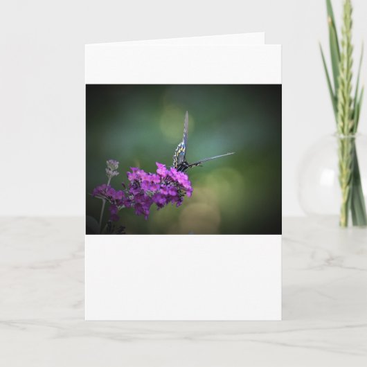 Schmetterling, Karte (Vorderseite)