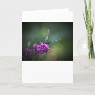 Schmetterling, Karte