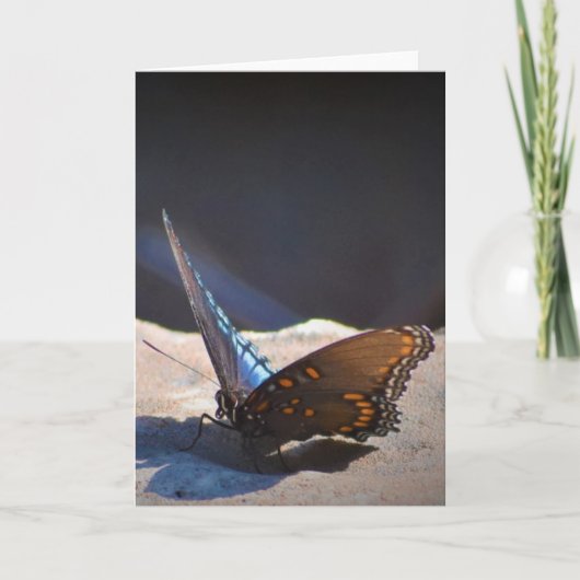 Schmetterling, Karte (Vorderseite)