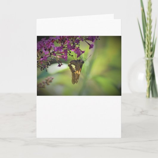 Schmetterling, Karte (Vorderseite)