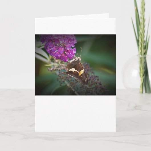 Schmetterling, Karte (Vorderseite)