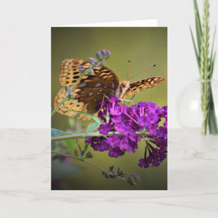 Schmetterling, Karte
