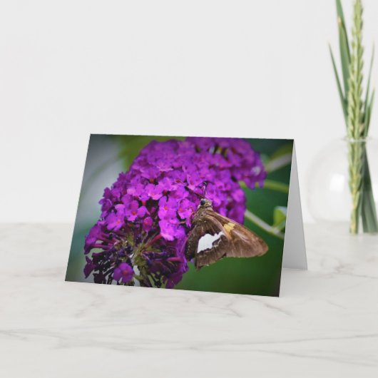 Schmetterling, Karte (Vorderseite)