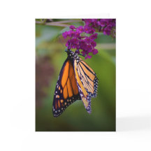 Schmetterling, Karte